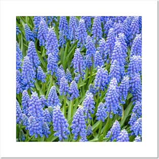 Grape Hyacinth (Muscari Armeniacum) Posters and Art